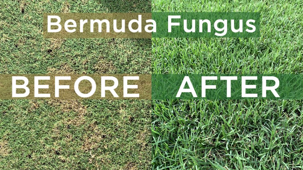 Bermuda Lawn Fungus
