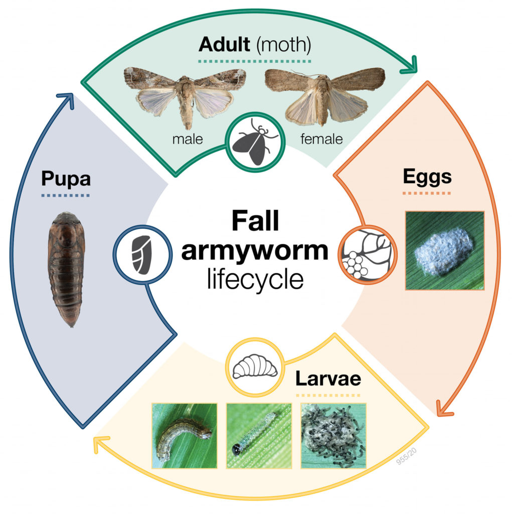 Fall armyworm lifecycle